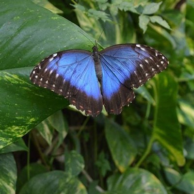 Papillon du crépuscule