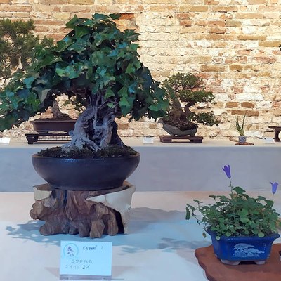 Primavera Bonsai