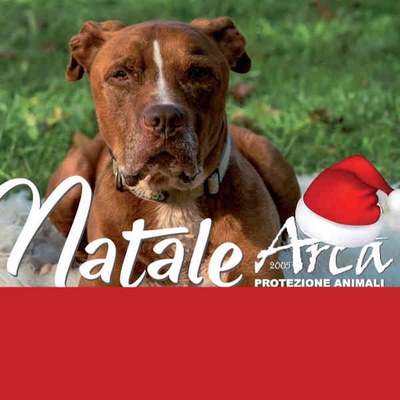 Natale Arca