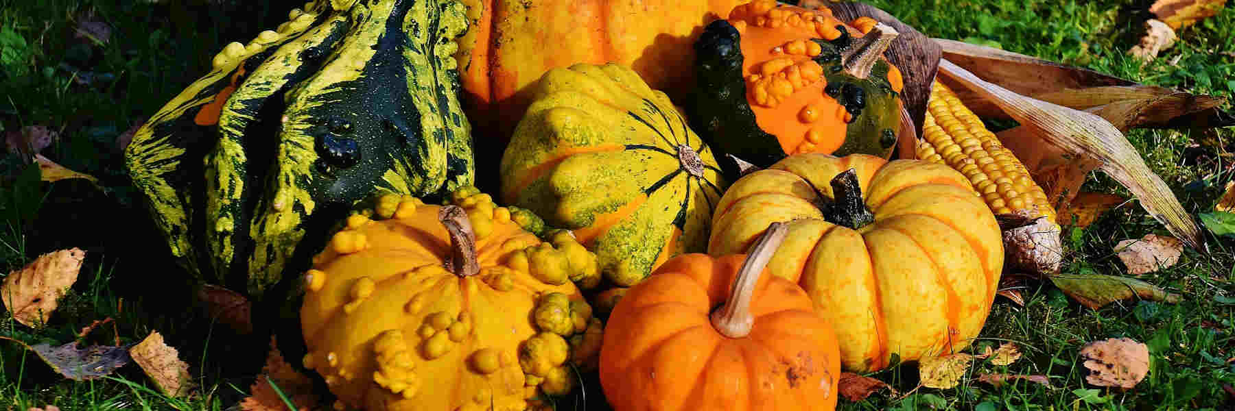 Festa della Zucca