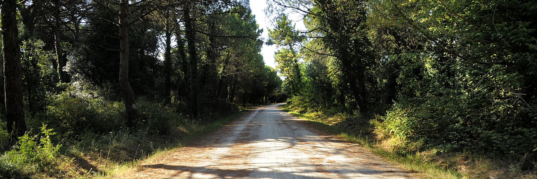 1° Dog Forest Walk