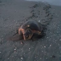 A Milano Marittima il primo nido noto di tartaruga marina