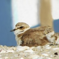 Sulla spiaggia sud di Cervia un nido di fratino, specie protetta