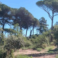  Approvato il progetto di rimboschimento del Parco Naturale