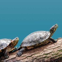 Le Testuggini del Parco Naturale di Cervia