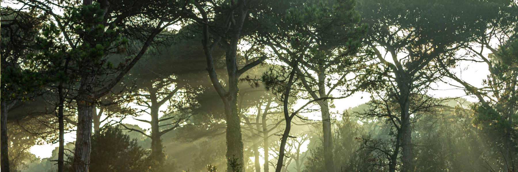 Forest Bathing, un’esperienza a contatto con la natura